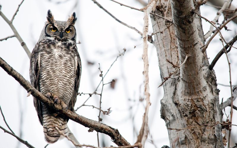 Owl in a tree